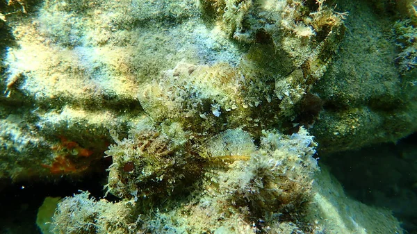 Black Scorpionfish Scorpaena Porcus Undersea Aegean Sea Greece Halkidiki — Stock Photo, Image