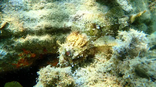 Schwarzer Skorpionfisch Scorpaena Porcus Unter Wasser Ägäis Griechenland Chalkidiki — Stockfoto