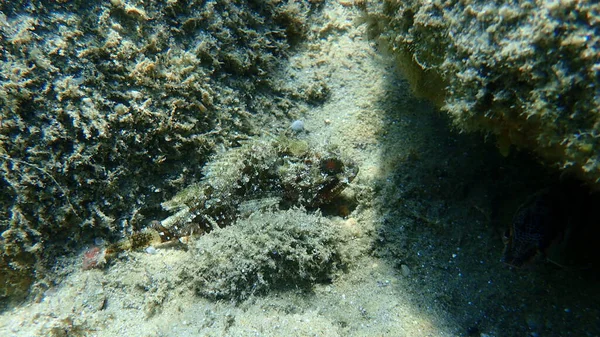 Black Scorpionfish Scorpaena Porcus Undersea Aegean Sea Greece Halkidiki — Stock Photo, Image