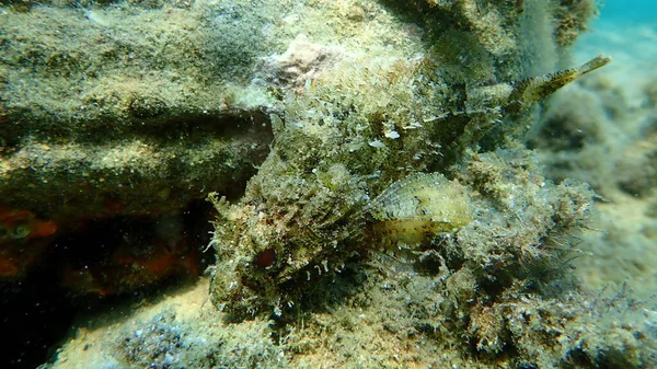 Чорна Скорпіонна Риба Scorpaena Porcus Під Водою Егейське Море Греція — стокове фото