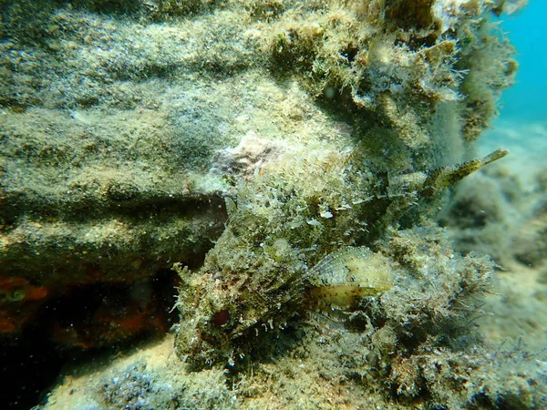 Schwarzer Skorpionfisch Scorpaena Porcus Unter Wasser Ägäis Griechenland Chalkidiki — Stockfoto