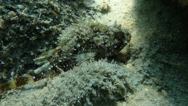 Pez Escorpión Negro Scorpaena Porcus Bajo Mar Mar Egeo Grecia —  Fotos de Stock