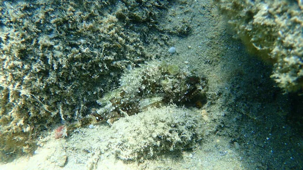 Kara Akrep Balığı Scorpaena Porcus Deniz Altı Ege Denizi Yunanistan — Stok fotoğraf
