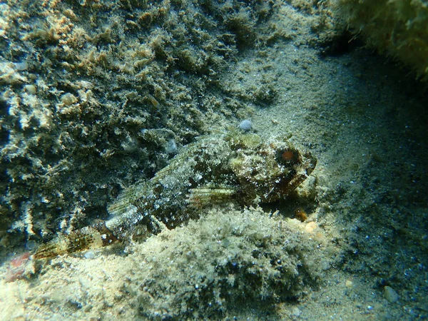 Peixe Escorpião Preto Scorpaena Porcus Submarino Mar Egeu Grécia Halkidiki — Fotografia de Stock