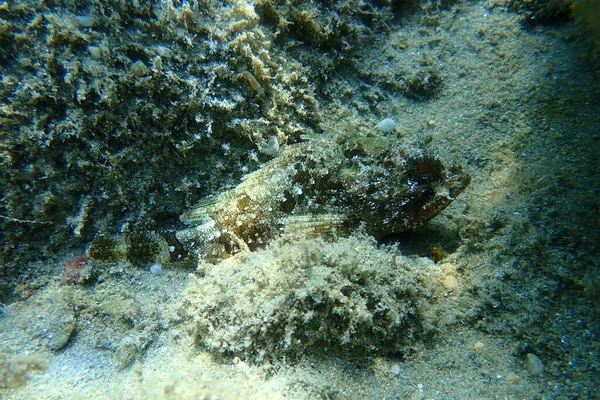 Escorpionfish Vermelho Scorpaena Scrofa Mar Egeu Grécia Halkidiki — Fotografia de Stock