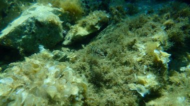Boyalı komber (Serranus scriba), Ege Denizi, Yunanistan, Cape Sounio