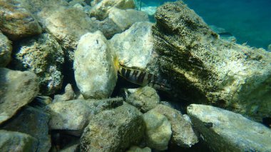 Boyalı komber (Serranus scriba), Ege Denizi, Yunanistan, Cape Sounio