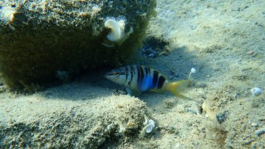 Boyalı komber (Serranus scriba), Ege Denizi, Yunanistan, Halkidiki