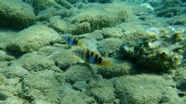 Boyalı komber (Serranus scriba), Ege Denizi, Yunanistan, Halkidiki
