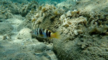 Boyalı komber (Serranus scriba), Ege Denizi, Yunanistan, Halkidiki