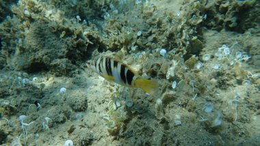 Boyalı komber (Serranus scriba), Ege Denizi, Yunanistan, Halkidiki