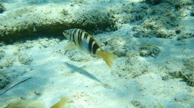 Boyalı komber (Serranus scriba), Ege Denizi, Yunanistan, Halkidiki