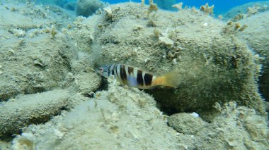 Boyalı komber (Serranus scriba), Ege Denizi, Yunanistan, Halkidiki
