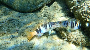 Boyalı komber (Serranus scriba), Ege Denizi, Yunanistan, Halkidiki