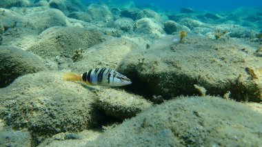Boyalı komber (Serranus scriba), Ege Denizi, Yunanistan, Halkidiki