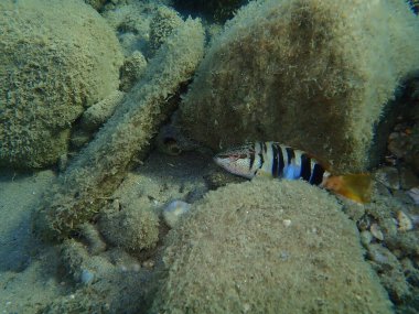 Boyalı komber (Serranus scriba), Ege Denizi, Yunanistan, Halkidiki