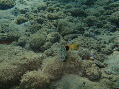 Boyalı komber (Serranus scriba), Ege Denizi, Yunanistan, Halkidiki