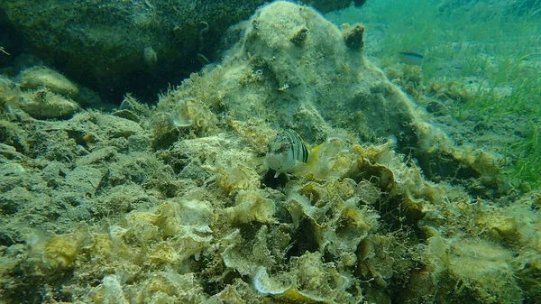 Comber Dipinto Serranus Scriba Mar Egeo Grecia Capo Sounio — Foto Stock