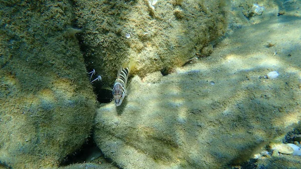 Penteado Serranus Scriba Mar Egeu Grécia Halkidiki — Fotografia de Stock