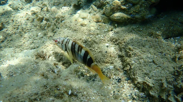 Malowany Comber Serranus Scriba Morze Egejskie Grecja Halkidiki — Zdjęcie stockowe