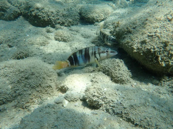 Malowany Comber Serranus Scriba Morze Egejskie Grecja Halkidiki — Zdjęcie stockowe