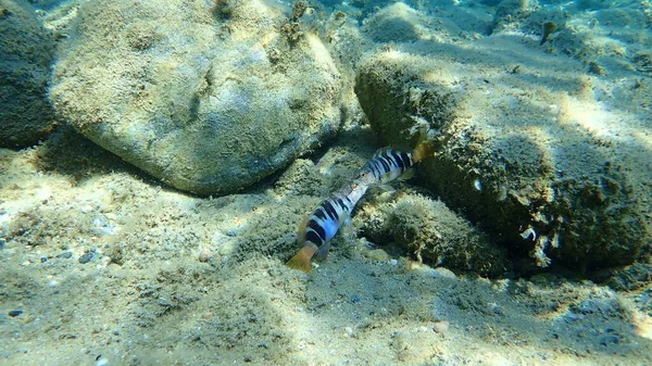 Раскрашенный Гребень Serranus Scriba Эгейское Море Греция Халкидики — стоковое фото