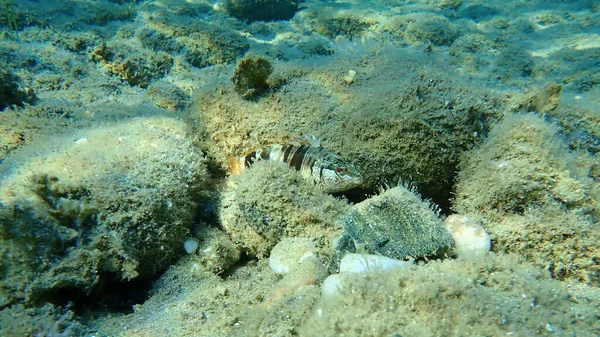 Painted Comber Serranus Scriba Aegean Sea Greece Halkidiki — Stock Photo, Image