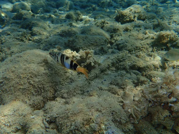 Geschilderde Kam Serranus Scriba Egeïsche Zee Griekenland Halkidiki — Stockfoto