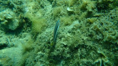 Akdeniz Gökkuşağı Burnu (Coris julis), Ege Denizi, Yunanistan, Cape Sounio