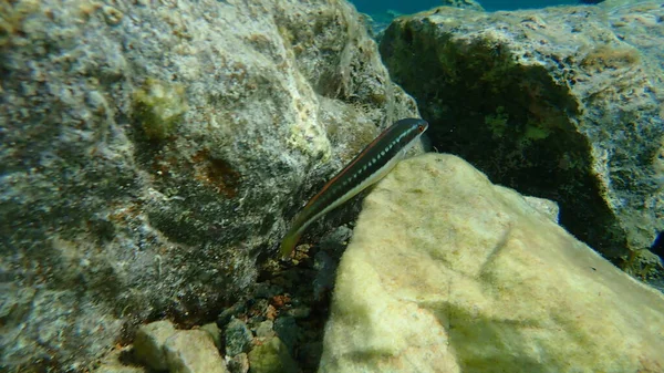 Arco Íris Mediterrânico Wrasse Coris Julis Mar Egeu Grécia Cabo — Fotografia de Stock