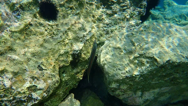 Arco Íris Mediterrânico Wrasse Coris Julis Mar Egeu Grécia Cabo — Fotografia de Stock