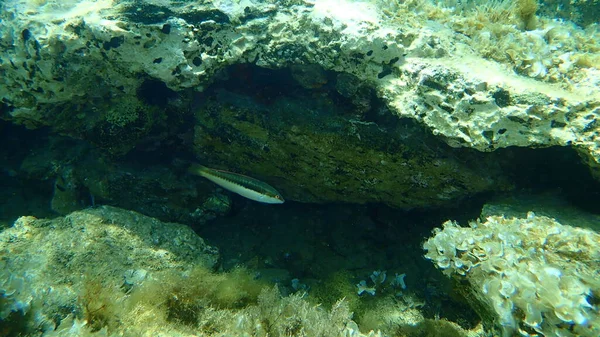 Arco Iris Mediterráneo Wrasse Coris Julis Mar Egeo Grecia Cabo — Foto de Stock