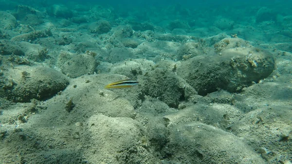 Mediterranean Rainbow Wrasse Coris Julis Aegean Sea Greece Halkidiki — 图库照片