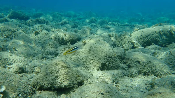 Der Mittelmeer Regenbogenlippfisch Coris Julis Ägäis Griechenland Chalkidiki — Stockfoto