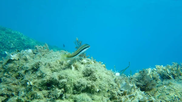 Regnbågen Medelhavet Coris Julis Egeiska Havet Grekland Halkidiki — Stockfoto