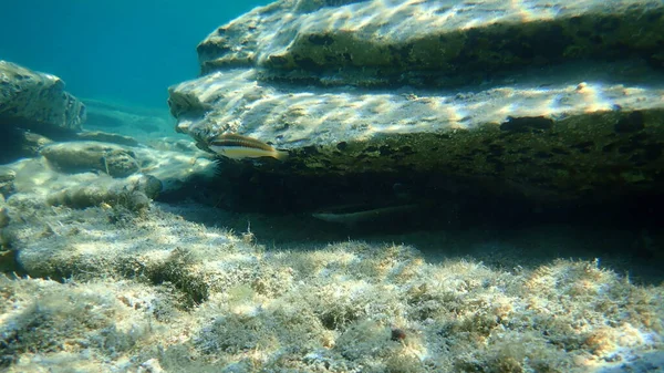 Śródziemnomorska Tęcza Coris Julis Morze Egejskie Grecja Halkidiki — Zdjęcie stockowe
