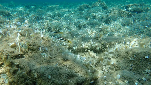 Der Mittelmeer Regenbogenlippfisch Coris Julis Ägäis Griechenland Chalkidiki — Stockfoto