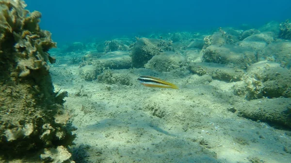 Der Mittelmeer Regenbogenlippfisch Coris Julis Ägäis Griechenland Chalkidiki — Stockfoto