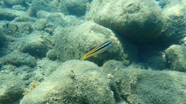 Mediterranean Rainbow Wrasse Coris Julis Aegean Sea Greece Halkidiki — Stock Photo, Image