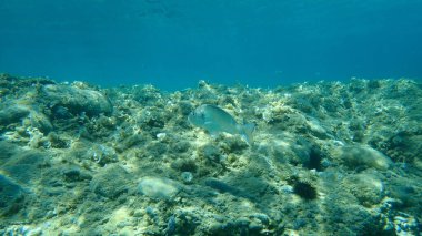 Yaldızlı başlık (Sparus aurata), Orata, Dorada, Ege Denizi, Yunanistan, Halkidiki