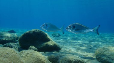 Yaldızlı başlık (Sparus aurata), Orata, Dorada, Ege Denizi, Yunanistan, Halkidiki