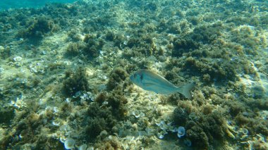 Yaldızlı başlık (Sparus aurata), Orata, Dorada, Ege Denizi, Yunanistan, Halkidiki
