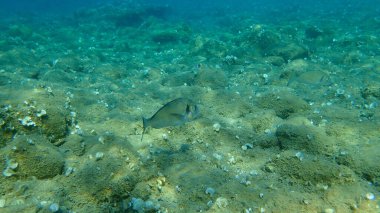 Yaldızlı başlık (Sparus aurata), Orata, Dorada, Ege Denizi, Yunanistan, Halkidiki