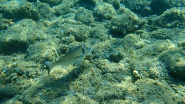 Yaldızlı başlık (Sparus aurata), Orata, Dorada, Ege Denizi, Yunanistan, Halkidiki