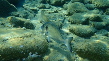 Yaldızlı başlık (Sparus aurata), Orata, Dorada, Ege Denizi, Yunanistan, Halkidiki