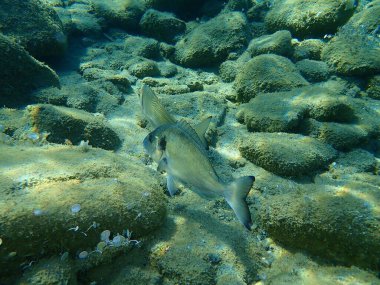Yaldızlı başlık (Sparus aurata), Orata, Dorada, Ege Denizi, Yunanistan, Halkidiki