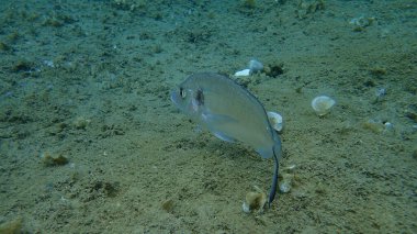 Yaldızlı başlık (Sparus aurata), Orata, Dorada, Ege Denizi, Yunanistan, Halkidiki