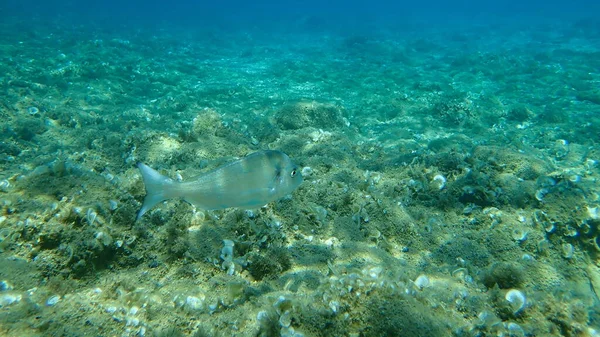 Orata Sparus Aurata Orata Dorada Mar Egeo Grecia Calcidica — Foto Stock