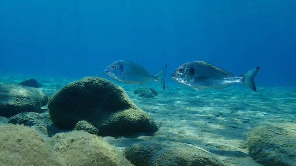 Yaldızlı başlık (Sparus aurata), Orata, Dorada, Ege Denizi, Yunanistan, Halkidiki