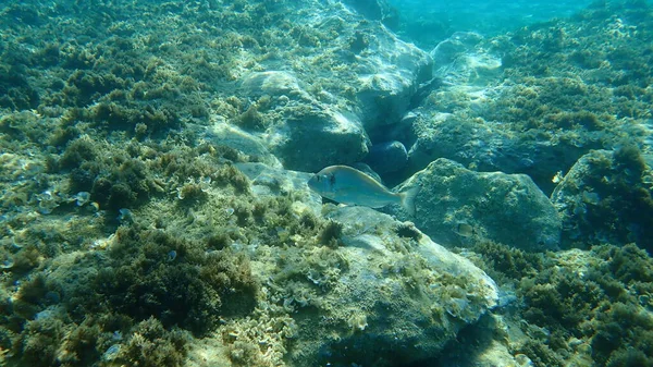 Gilt Head Bream Sparus Aurata Orata Dorada Aegean Sea Greece — Stock Photo, Image